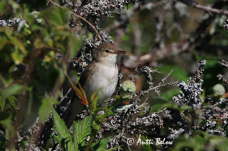 Avainsanat: Boscarla menjamosquits Kærsanger Bosrietzanger Marsh Warbler Soo-roolind, putke-roolind Luhtakerttunen Rousserolle verderolle Sumpfrohrsänger Énekes nádiposzáta Seljusöngvari Cannaiola verdognola Myrsanger Felosa-palustre Acrocephalus palustris Carr