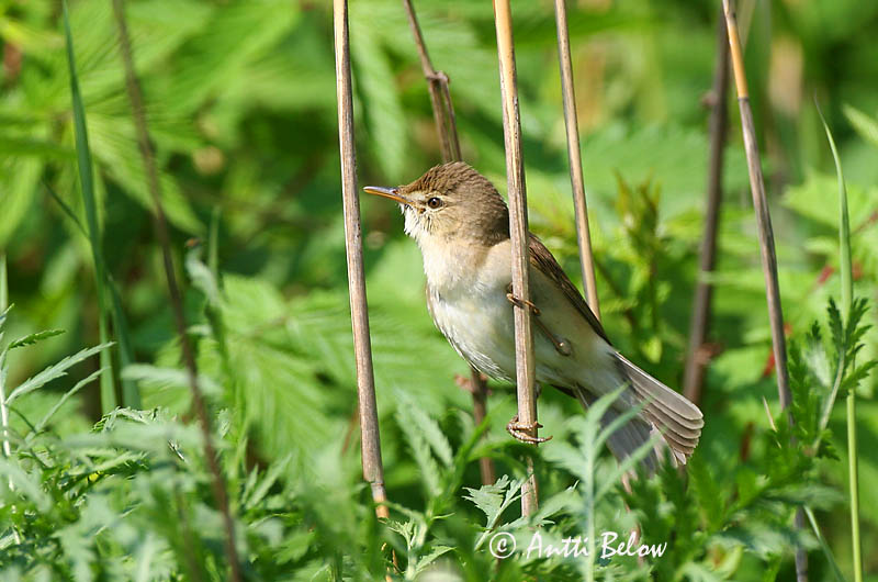 Avainsanat: Boscarla menjamosquits Kærsanger Bosrietzanger Marsh Warbler Soo-roolind, putke-roolind Luhtakerttunen Rousserolle verderolle Sumpfrohrsänger Énekes nádiposzáta Seljusöngvari Cannaiola verdognola Myrsanger Felosa-palustre Acrocephalus palustris Carr