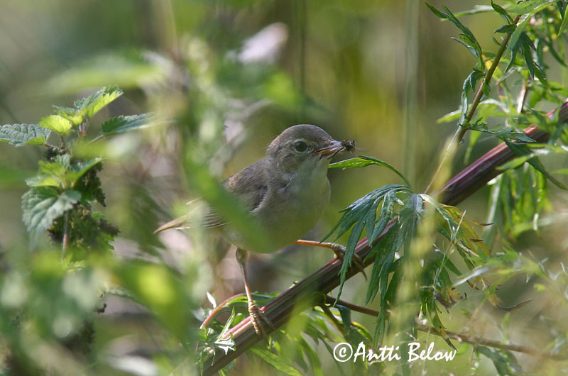 Avainsanat: Boscarla menjamosquits Kærsanger Bosrietzanger Marsh Warbler Soo-roolind, putke-roolind Luhtakerttunen Rousserolle verderolle Sumpfrohrsänger Énekes nádiposzáta Seljusöngvari Cannaiola verdognola Myrsanger Felosa-palustre Acrocephalus palustris Carr