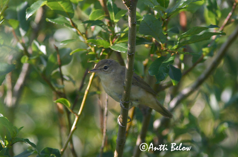 Avainsanat: Boscarla menjamosquits Kærsanger Bosrietzanger Marsh Warbler Soo-roolind, putke-roolind Luhtakerttunen Rousserolle verderolle Sumpfrohrsänger Énekes nádiposzáta Seljusöngvari Cannaiola verdognola Myrsanger Felosa-palustre Acrocephalus palustris Carr