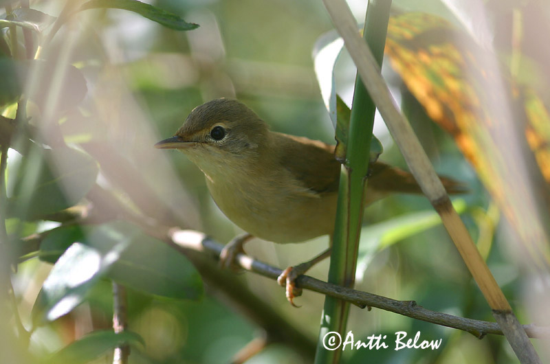 Avainsanat: Boscarla menjamosquits Kærsanger Bosrietzanger Marsh Warbler Soo-roolind, putke-roolind Luhtakerttunen Rousserolle verderolle Sumpfrohrsänger Énekes nádiposzáta Seljusöngvari Cannaiola verdognola Myrsanger Felosa-palustre Acrocephalus palustris Carr
