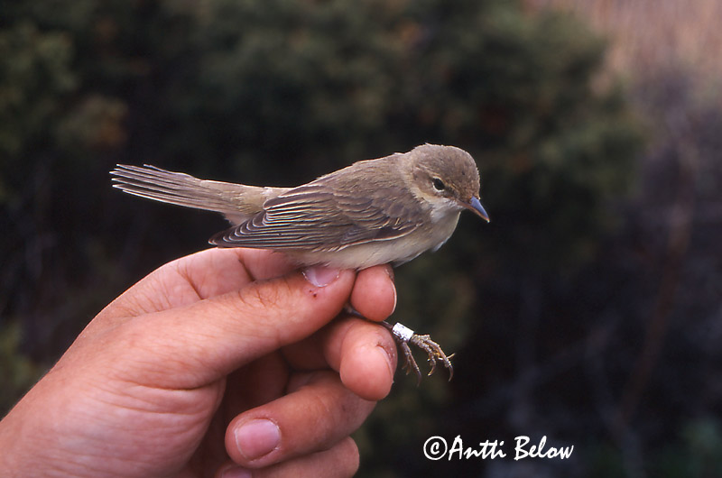 Avainsanat: Boscarla menjamosquits Kærsanger Bosrietzanger Marsh Warbler Soo-roolind, putke-roolind Luhtakerttunen Rousserolle verderolle Sumpfrohrsänger Énekes nádiposzáta Seljusöngvari Cannaiola verdognola Myrsanger Felosa-palustre Acrocephalus palustris Carr