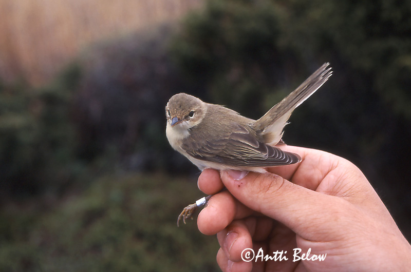 Avainsanat: Boscarla menjamosquits Kærsanger Bosrietzanger Marsh Warbler Soo-roolind, putke-roolind Luhtakerttunen Rousserolle verderolle Sumpfrohrsänger Énekes nádiposzáta Seljusöngvari Cannaiola verdognola Myrsanger Felosa-palustre Acrocephalus palustris Carr