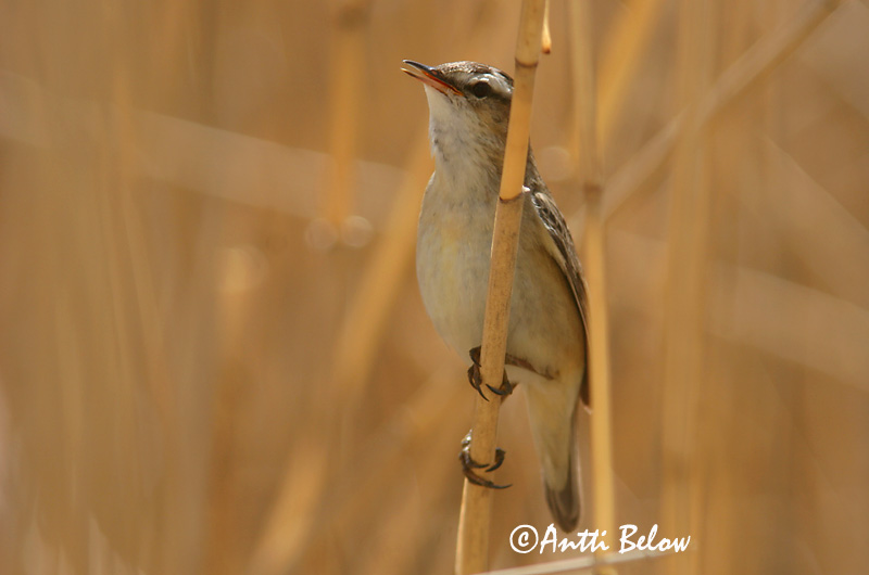 Avainsanat: Boscarla dels joncs Sivsanger Rietzanger Sedge Warbler Kõrkja-roolind Ruokokerttunen Phragmite des joncs Schilfrohrsänger Foltos nádiposzáta Síkjasöngvari Forapaglie Sivsanger Felosa-dos-juncos Acrocephalus schoenobaenus Carricerín Común Sävsång