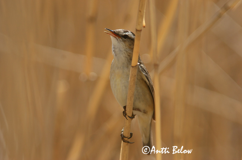 Avainsanat: Boscarla dels joncs Sivsanger Rietzanger Sedge Warbler Kõrkja-roolind Ruokokerttunen Phragmite des joncs Schilfrohrsänger Foltos nádiposzáta Síkjasöngvari Forapaglie Sivsanger Felosa-dos-juncos Acrocephalus schoenobaenus Carricerín Común Sävsång