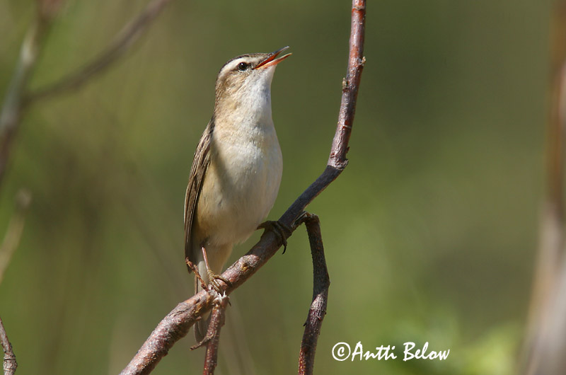 Avainsanat: Boscarla dels joncs Sivsanger Rietzanger Sedge Warbler Kõrkja-roolind Ruokokerttunen Phragmite des joncs Schilfrohrsänger Foltos nádiposzáta Síkjasöngvari Forapaglie Sivsanger Felosa-dos-juncos Acrocephalus schoenobaenus Carricerín Común Sävsång