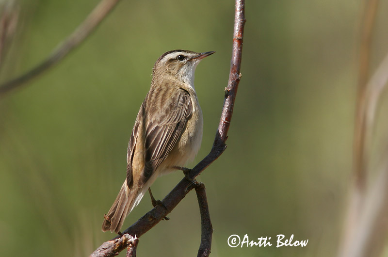 Avainsanat: Boscarla dels joncs Sivsanger Rietzanger Sedge Warbler Kõrkja-roolind Ruokokerttunen Phragmite des joncs Schilfrohrsänger Foltos nádiposzáta Síkjasöngvari Forapaglie Sivsanger Felosa-dos-juncos Acrocephalus schoenobaenus Carricerín Común Sävsång
