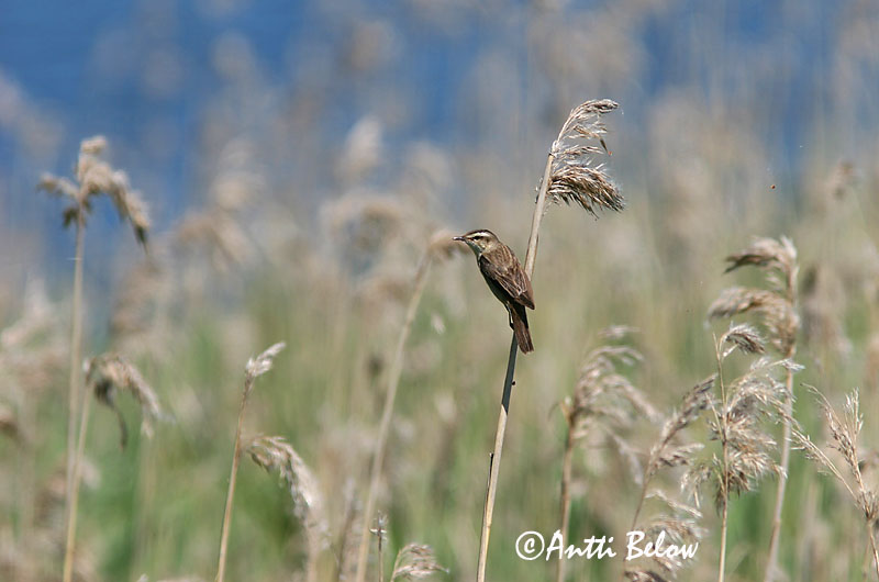 Avainsanat: Boscarla dels joncs Sivsanger Rietzanger Sedge Warbler Kõrkja-roolind Ruokokerttunen Phragmite des joncs Schilfrohrsänger Foltos nádiposzáta Síkjasöngvari Forapaglie Sivsanger Felosa-dos-juncos Acrocephalus schoenobaenus Carricerín Común Sävsång