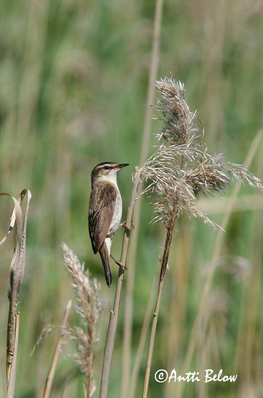 Avainsanat: Boscarla dels joncs Sivsanger Rietzanger Sedge Warbler Kõrkja-roolind Ruokokerttunen Phragmite des joncs Schilfrohrsänger Foltos nádiposzáta Síkjasöngvari Forapaglie Sivsanger Felosa-dos-juncos Acrocephalus schoenobaenus Carricerín Común Sävsång