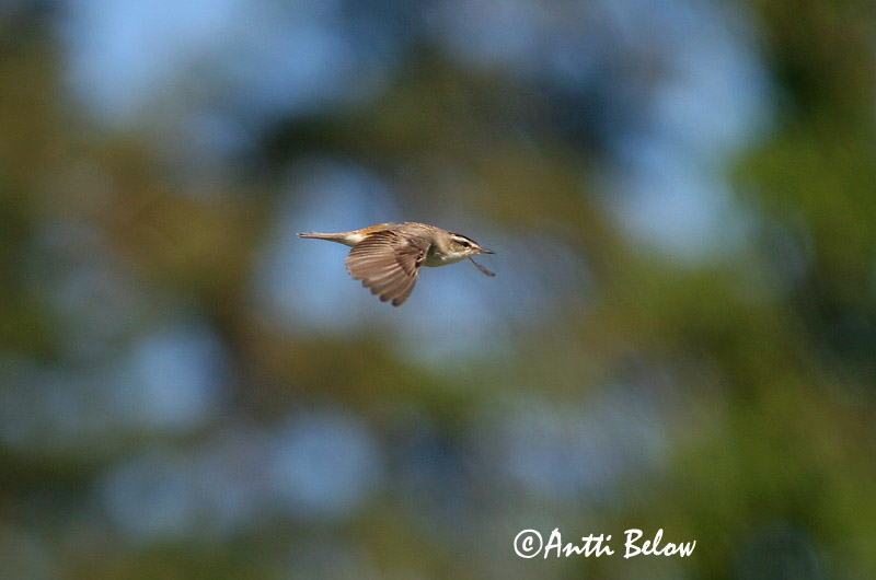Avainsanat: Boscarla dels joncs Sivsanger Rietzanger Sedge Warbler Kõrkja-roolind Ruokokerttunen Phragmite des joncs Schilfrohrsänger Foltos nádiposzáta Síkjasöngvari Forapaglie Sivsanger Felosa-dos-juncos Acrocephalus schoenobaenus Carricerín Común Sävsång