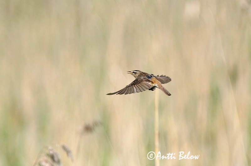Avainsanat: Boscarla dels joncs Sivsanger Rietzanger Sedge Warbler Kõrkja-roolind Ruokokerttunen Phragmite des joncs Schilfrohrsänger Foltos nádiposzáta Síkjasöngvari Forapaglie Sivsanger Felosa-dos-juncos Acrocephalus schoenobaenus Carricerín Común Sävsång