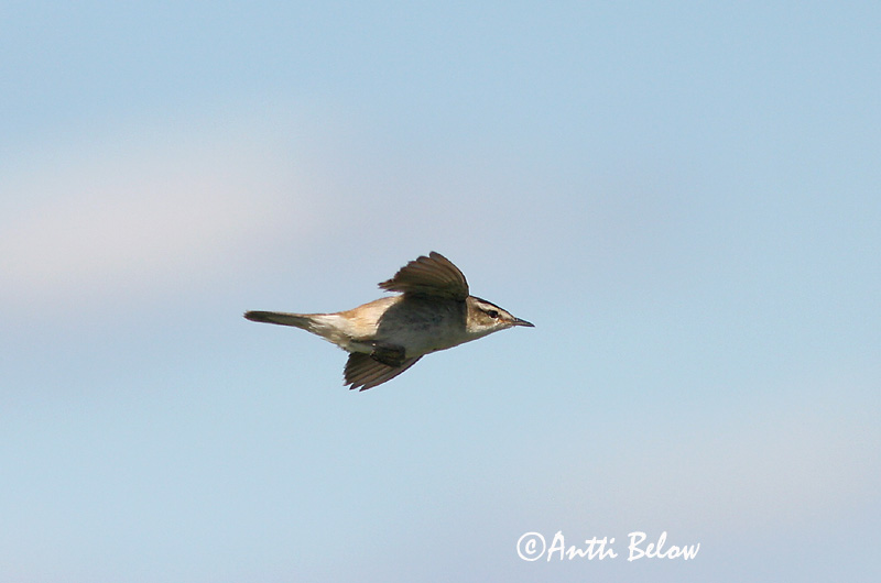 Avainsanat: Boscarla dels joncs Sivsanger Rietzanger Sedge Warbler Kõrkja-roolind Ruokokerttunen Phragmite des joncs Schilfrohrsänger Foltos nádiposzáta Síkjasöngvari Forapaglie Sivsanger Felosa-dos-juncos Acrocephalus schoenobaenus Carricerín Común Sävsång