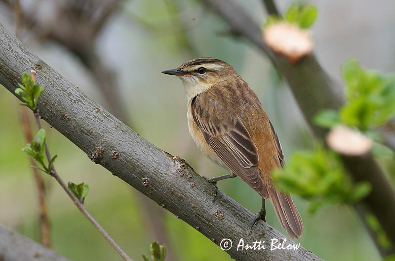 Avainsanat: Boscarla dels joncs Sivsanger Rietzanger Sedge Warbler Kõrkja-roolind Ruokokerttunen Phragmite des joncs Schilfrohrsänger Foltos nádiposzáta Síkjasöngvari Forapaglie Sivsanger Felosa-dos-juncos Acrocephalus schoenobaenus Carricerín Común Sävsång