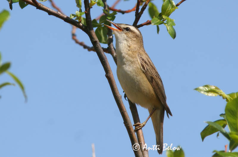 Avainsanat: Boscarla dels joncs Sivsanger Rietzanger Sedge Warbler Kõrkja-roolind Ruokokerttunen Phragmite des joncs Schilfrohrsänger Foltos nádiposzáta Síkjasöngvari Forapaglie Sivsanger Felosa-dos-juncos Acrocephalus schoenobaenus Carricerín Común Sävsång