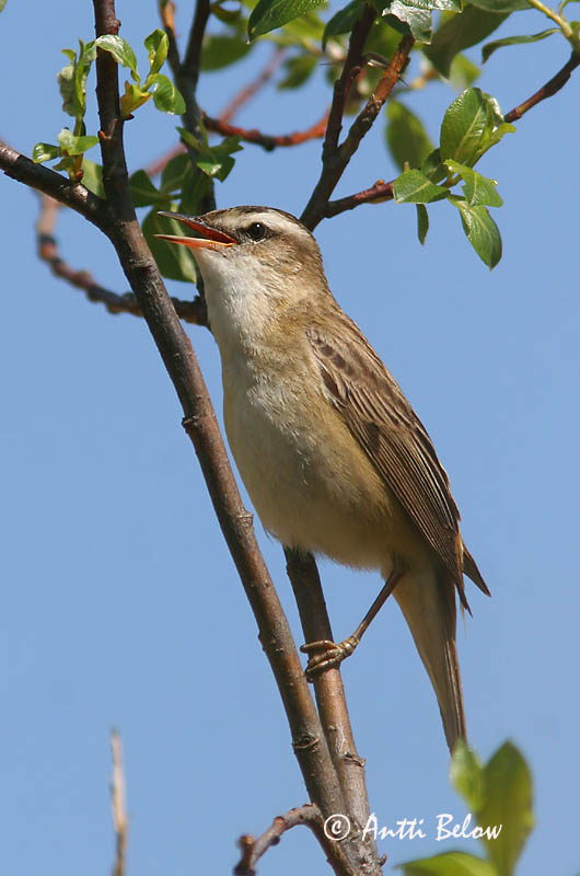 Avainsanat: Boscarla dels joncs Sivsanger Rietzanger Sedge Warbler Kõrkja-roolind Ruokokerttunen Phragmite des joncs Schilfrohrsänger Foltos nádiposzáta Síkjasöngvari Forapaglie Sivsanger Felosa-dos-juncos Acrocephalus schoenobaenus Carricerín Común Sävsång