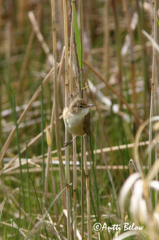 Avainsanat: Boscarla de canyar Rørsanger Kleine karekiet European Reed Warbler Tiigi-roolind Rytikerttunen Rousserolle effarvatte Teichrohrsänger Cserrego nádiposzáta Rörsångare Cannaiola Rørsanger Rouxinol-pequeno-dos-caniços Acrocephalus scirpaceus Carricer