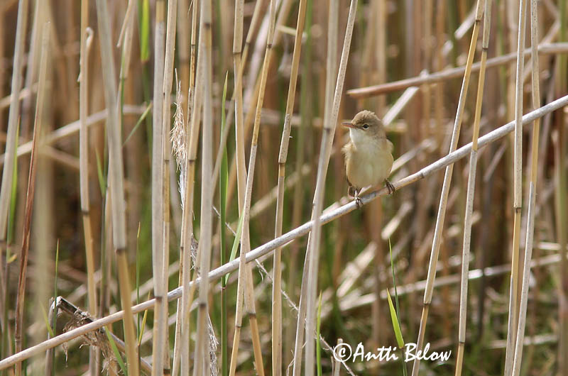 Avainsanat: Boscarla de canyar Rørsanger Kleine karekiet European Reed Warbler Tiigi-roolind Rytikerttunen Rousserolle effarvatte Teichrohrsänger Cserrego nádiposzáta Rörsångare Cannaiola Rørsanger Rouxinol-pequeno-dos-caniços Acrocephalus scirpaceus Carricer