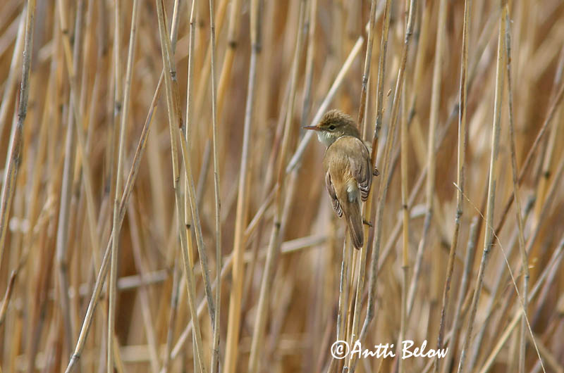 Avainsanat: Boscarla de canyar Rørsanger Kleine karekiet European Reed Warbler Tiigi-roolind Rytikerttunen Rousserolle effarvatte Teichrohrsänger Cserrego nádiposzáta Rörsångare Cannaiola Rørsanger Rouxinol-pequeno-dos-caniços Acrocephalus scirpaceus Carricer