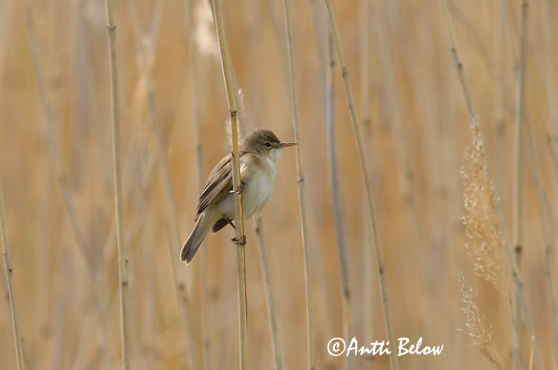 Avainsanat: Boscarla de canyar Rørsanger Kleine karekiet European Reed Warbler Tiigi-roolind Rytikerttunen Rousserolle effarvatte Teichrohrsänger Cserrego nádiposzáta Rörsångare Cannaiola Rørsanger Rouxinol-pequeno-dos-caniços Acrocephalus scirpaceus Carricer