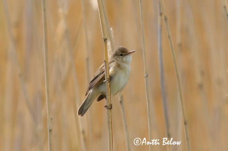 Avainsanat: Boscarla de canyar Rørsanger Kleine karekiet European Reed Warbler Tiigi-roolind Rytikerttunen Rousserolle effarvatte Teichrohrsänger Cserrego nádiposzáta Rörsångare Cannaiola Rørsanger Rouxinol-pequeno-dos-caniços Acrocephalus scirpaceus Carricer