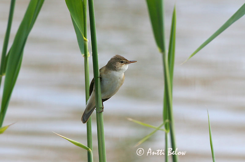 Avainsanat: Boscarla de canyar Rørsanger Kleine karekiet European Reed Warbler Tiigi-roolind Rytikerttunen Rousserolle effarvatte Teichrohrsänger Cserrego nádiposzáta Rörsångare Cannaiola Rørsanger Rouxinol-pequeno-dos-caniços Acrocephalus scirpaceus Carricer