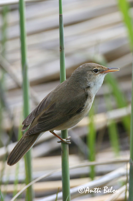 Avainsanat: Boscarla de canyar Rørsanger Kleine karekiet European Reed Warbler Tiigi-roolind Rytikerttunen Rousserolle effarvatte Teichrohrsänger Cserrego nádiposzáta Rörsångare Cannaiola Rørsanger Rouxinol-pequeno-dos-caniços Acrocephalus scirpaceus Carricer