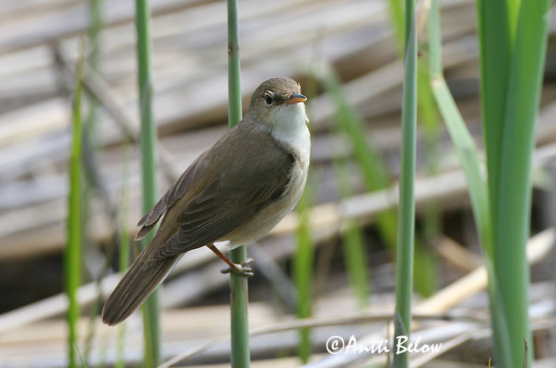 Avainsanat: Boscarla de canyar Rørsanger Kleine karekiet European Reed Warbler Tiigi-roolind Rytikerttunen Rousserolle effarvatte Teichrohrsänger Cserrego nádiposzáta Rörsångare Cannaiola Rørsanger Rouxinol-pequeno-dos-caniços Acrocephalus scirpaceus Carricer