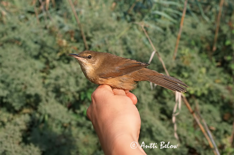 Avainsanat: Stentorkarekiet Clamorous Reed Warbler Rousserolle stentor Stentorrohrsänger Cannaiola dalla voce stentorea Papyrussanger Acrocephalus stentoreus Carricero Estentóreo Papyrussångare Papyruskerttunen