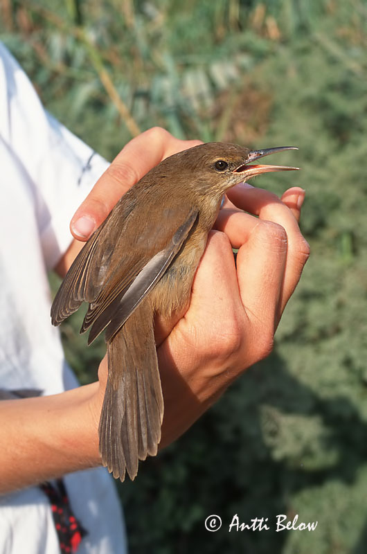 Avainsanat: Stentorkarekiet Clamorous Reed Warbler Rousserolle stentor Stentorrohrsänger Cannaiola dalla voce stentorea Papyrussanger Acrocephalus stentoreus Carricero Estentóreo Papyrussångare Papyruskerttunen