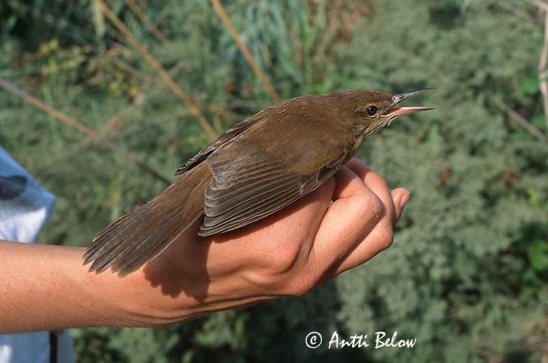 Avainsanat: Stentorkarekiet Clamorous Reed Warbler Rousserolle stentor Stentorrohrsänger Cannaiola dalla voce stentorea Papyrussanger Acrocephalus stentoreus Carricero Estentóreo Papyrussångare Papyruskerttunen