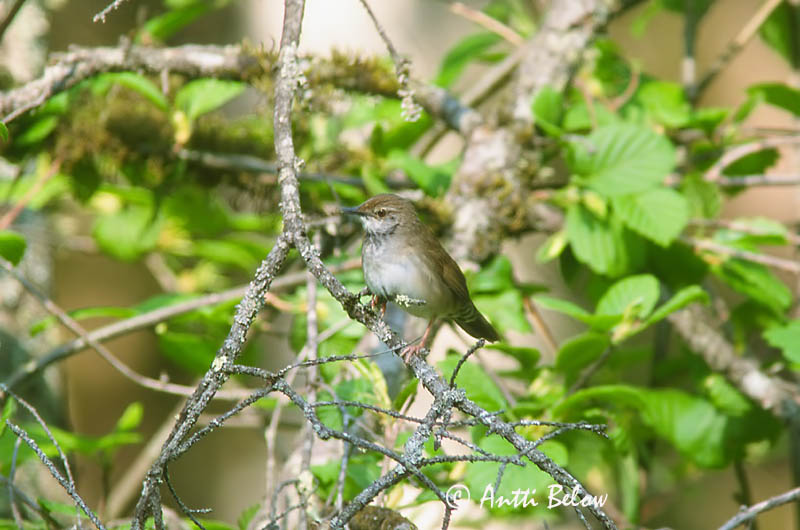 Avainsanat: Spotted Bush Warbler Bouscarle tachetée Bradypterus thoracicus Fläckig smygsångare Täpläkerttunen