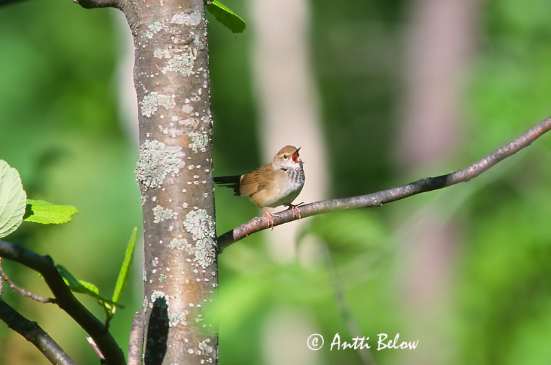 Avainsanat: Spotted Bush Warbler Bouscarle tachetée Bradypterus thoracicus Fläckig smygsångare Täpläkerttunen