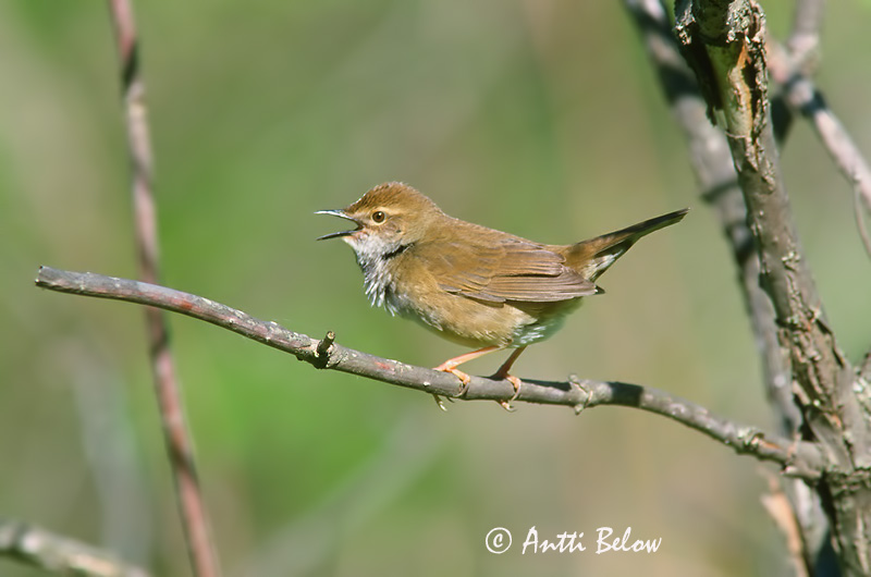 Avainsanat: Spotted Bush Warbler Bouscarle tachetée Bradypterus thoracicus Fläckig smygsångare Täpläkerttunen