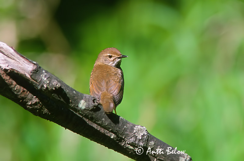 Avainsanat: Spotted Bush Warbler Bouscarle tachetée Bradypterus thoracicus Fläckig smygsångare Täpläkerttunen