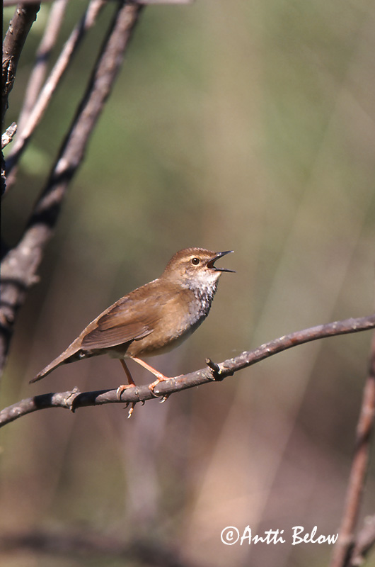 Avainsanat: Spotted Bush Warbler Bouscarle tachetée Bradypterus thoracicus Fläckig smygsångare Täpläkerttunen