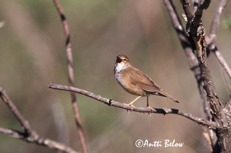 Avainsanat: Spotted Bush Warbler Bouscarle tachetée Bradypterus thoracicus Fläckig smygsångare Täpläkerttunen