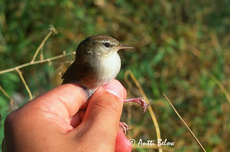 Avainsanat: Rossinyol bord Cettisanger Cettis zanger Cetti's Warbler Silkkikerttu Bouscarle de Cetti Seidensänger Berki poszáta Blæsöngvari Cettisanger Rouxinol-bravo Cettia cetti Ruiseñor Bastardo Cettisångare