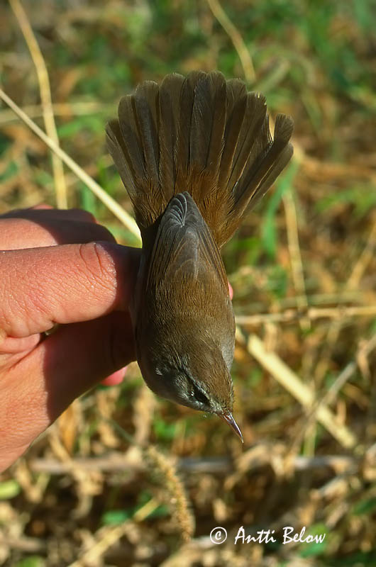 Avainsanat: Rossinyol bord Cettisanger Cettis zanger Cetti's Warbler Silkkikerttu Bouscarle de Cetti Seidensänger Berki poszáta Blæsöngvari Cettisanger Rouxinol-bravo Cettia cetti Ruiseñor Bastardo Cettisångare