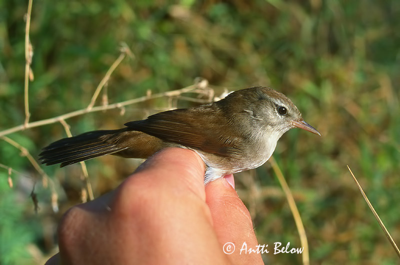 Avainsanat: Rossinyol bord Cettisanger Cettis zanger Cetti's Warbler Silkkikerttu Bouscarle de Cetti Seidensänger Berki poszáta Blæsöngvari Cettisanger Rouxinol-bravo Cettia cetti Ruiseñor Bastardo Cettisångare