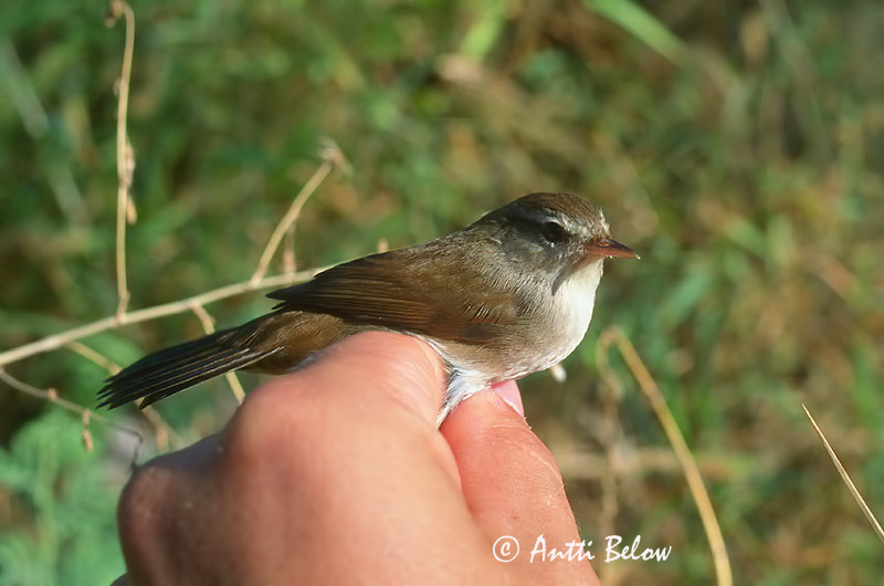 Avainsanat: Rossinyol bord Cettisanger Cettis zanger Cetti's Warbler Silkkikerttu Bouscarle de Cetti Seidensänger Berki poszáta Blæsöngvari Cettisanger Rouxinol-bravo Cettia cetti Ruiseñor Bastardo Cettisångare