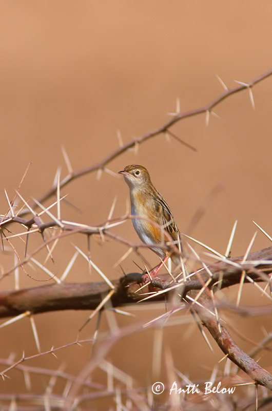 Avainsanat: Trist Graszanger Zitting Cisticola Heinäkerttu Cisticole des joncs Cistensänger Cistussanger Cisticola juncidis Buitrón Ibérico Grässångare