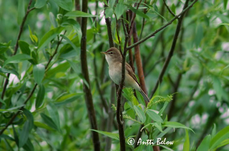 Avainsanat: Bosqueta asiàtica Lille gulbug Kleine spotvogel Booted Warbler Väike-käosulane Pikkukultarinta Hypolaïs bottée Buschspötter Kis geze Glapsöngvari Canapino asiatico Dvergspottesanger Felosa-cítica Hippolais caligata Zarcero Escita Gråsångare