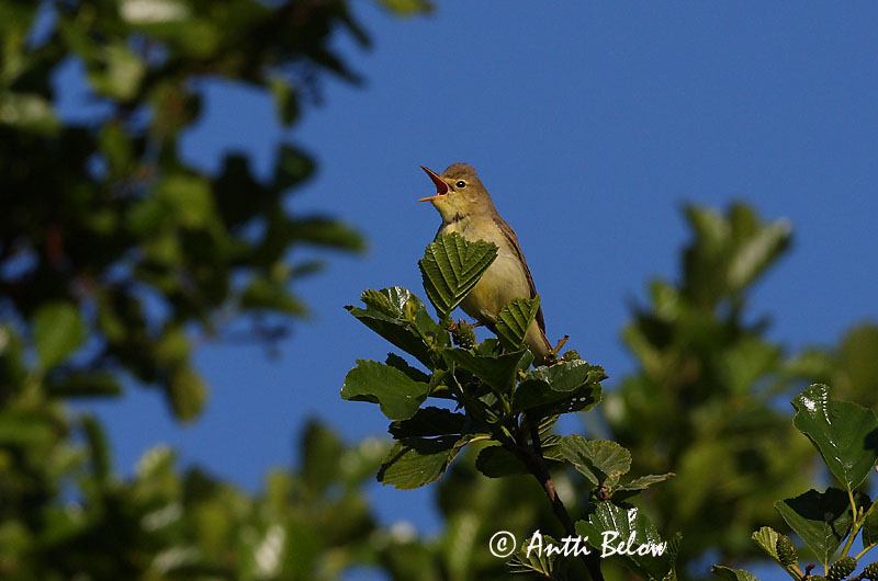 Avainsanat: Bosqueta icterina Gulbug Spotvogel Icterine Warbler Käosulane Kultarinta Hypolaïs ictérine Gelbspötter Kerti geze Spésöngvari Canapino maggiore Gulsanger Felosa-icterina Hippolais icterina Zarcero Icterino Härmsångare