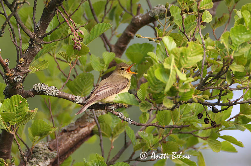 Avainsanat: Bosqueta icterina Gulbug Spotvogel Icterine Warbler Käosulane Kultarinta Hypolaïs ictérine Gelbspötter Kerti geze Spésöngvari Canapino maggiore Gulsanger Felosa-icterina Hippolais icterina Zarcero Icterino Härmsångare
