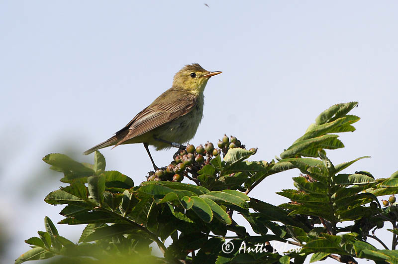 Avainsanat: Bosqueta icterina Gulbug Spotvogel Icterine Warbler Käosulane Kultarinta Hypolaïs ictérine Gelbspötter Kerti geze Spésöngvari Canapino maggiore Gulsanger Felosa-icterina Hippolais icterina Zarcero Icterino Härmsångare