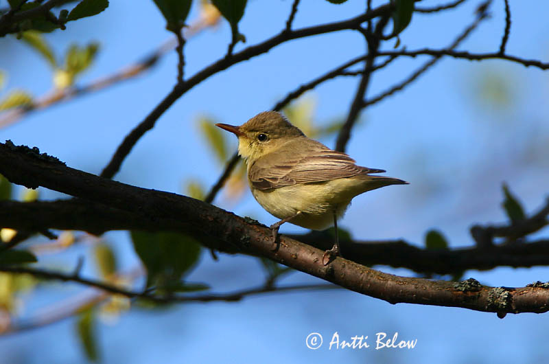 Avainsanat: Bosqueta icterina Gulbug Spotvogel Icterine Warbler Käosulane Kultarinta Hypolaïs ictérine Gelbspötter Kerti geze Spésöngvari Canapino maggiore Gulsanger Felosa-icterina Hippolais icterina Zarcero Icterino Härmsångare