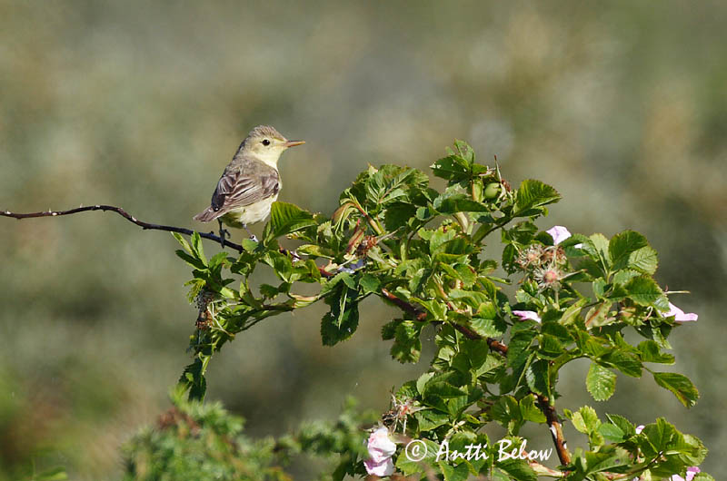 Avainsanat: Bosqueta icterina Gulbug Spotvogel Icterine Warbler Käosulane Kultarinta Hypolaïs ictérine Gelbspötter Kerti geze Spésöngvari Canapino maggiore Gulsanger Felosa-icterina Hippolais icterina Zarcero Icterino Härmsångare