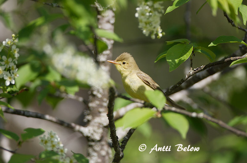 Avainsanat: Bosqueta icterina Gulbug Spotvogel Icterine Warbler Käosulane Kultarinta Hypolaïs ictérine Gelbspötter Kerti geze Spésöngvari Canapino maggiore Gulsanger Felosa-icterina Hippolais icterina Zarcero Icterino Härmsångare