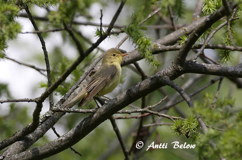 Avainsanat: Bosqueta icterina Gulbug Spotvogel Icterine Warbler Käosulane Kultarinta Hypolaïs ictérine Gelbspötter Kerti geze Spésöngvari Canapino maggiore Gulsanger Felosa-icterina Hippolais icterina Zarcero Icterino Härmsångare