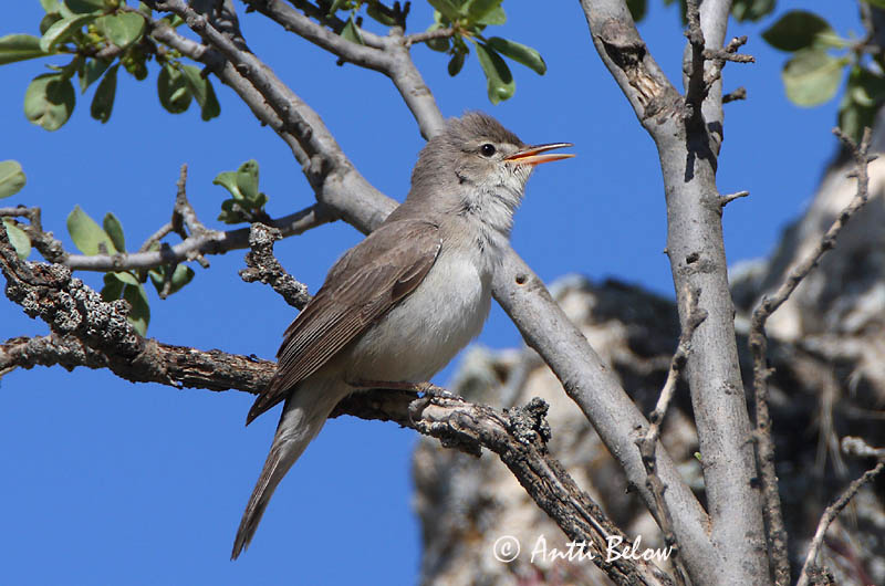 Avainsanat: Grote vale spotvogel Upcher's Warbler Harmaakultarinta Hypolaïs d'Upcher Dornspötter Canapino languido Gråspottesanger Hippolais languida Zarcero de Upcher Orientsångare
